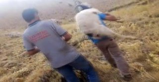 Kurdun Yaraladığı Keçiyi Ölmek Üzereyken Tamirciler Kurtardı