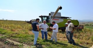 Samsunda Ayçiçeği Hasadı Başladı