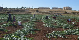 3 Ay Sattıkları Susuz Kavunla 1 Yıl Ev Geçindiriyorlar