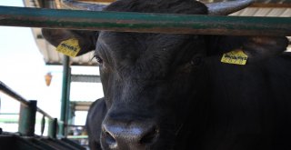 Firari Düve Bir Yıl Sonra Ortaya Çıktı