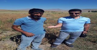 Özalp İlçesinde Nohut Hasadı