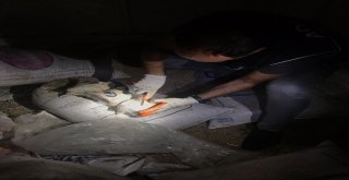 Koyun Taşıma Bahanesiyle Uyuşturucu Sevkiyatı