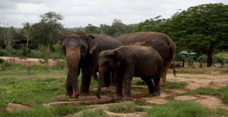 Dünyanın En İlginç Yetimhanesi: Fil Yetimhanesi