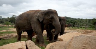 Dünyanın En İlginç Yetimhanesi: Fil Yetimhanesi