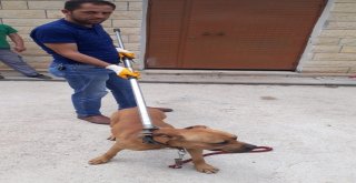 İzmit Zabıtası Başıboş Gezen Pitbull Cinsi Köpeği Barınağa Götürdü