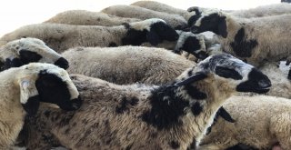 Siverekte Kurbanlıklar Pazara İndi