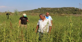 Domatesin Ardından Susamda ‘Tuta Absoluta Kabusu