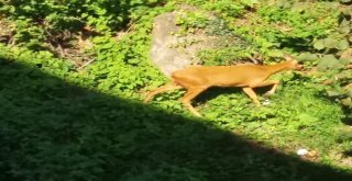 Fatsada Aç Kalan Ceylanlar Şehir Merkezine İndi