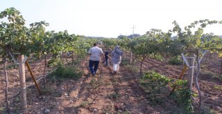 Bucada Renkli Bağ Bozumu Şenliği