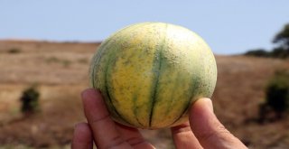 Muz Tadındaki Bağrıbütün Kavunun Hasadı Başladı