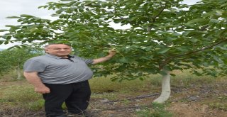 Dağı Taşı Ceviz Fidanı İle Doldurdu