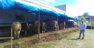 (Özel) Kurbanlık ‘Kral Alıcısını Bekliyor