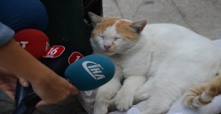 (Özel Haber) Mama İçin Dilenen Kedi Fenomen Oldu