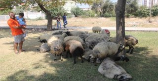 Kaçan Kurbanlık Koyunlar Sahibiyim Diyene Yediemin Olarak Verildi
