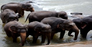 Dünyanın En İlginç Yetimhanesi: Fil Yetimhanesi