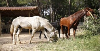 Antalyada Fayton Faaliyetleri Sona Erdi