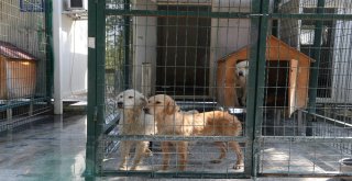 Çorumda Sokak Hayvanları Klima İle Serinliyor