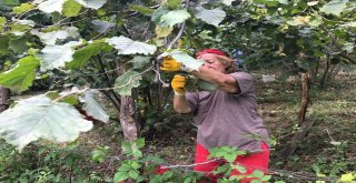 Doğu Karadenizde Fındık Hasadı Resmen Başladı