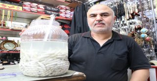 (Özel) Kenger Sakızı Dolarla Yarışıyor