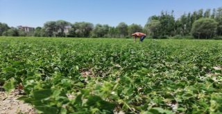 Kelkit Kuru Fasulyesinin Coğrafi İşaret Ve Marka Yolculuğu Devam Ediyor