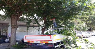 Şehir Merkezindeki Ağaçlarda Bakım Yapıldı