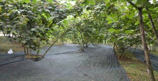 Fındık Hasadında Örtü Kullanımı Uygulaması Fatsada Gerçekleşti