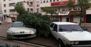 Ağaç Park Halinde Araçların Üzerine Devrildi