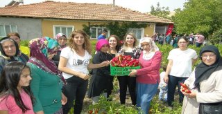 Kapya Biber Hasadı Tarla Günü