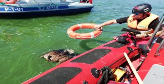 Ava Giden Kartal Boğulmaktan Son Anda Kurtarıldı