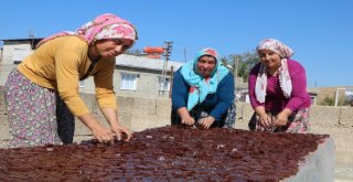 Bağ Bozumu İle Şiracılarin Zorlu Mesaisi Başladı
