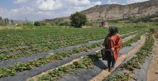 Batmanda Çıtır Çileğim İlk Meyvelerini Verdi