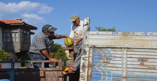 Çiftçiler Tütüncülüğü Bırakıp Kavuna Yöneliyor