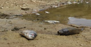 Kütahyada Esrarengiz Balık Ölümleri