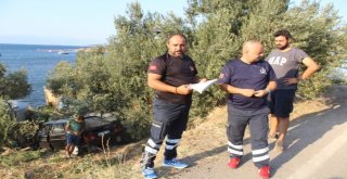Alkollü Sürücü Otomobiliyle Yol Kenarındaki Zeytin Ağacının Üstüne Uçtu
