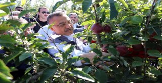 Cumhurbaşkanı Yardımcısı Oktay Örnek Bahçede İşçilerle Elma Hasadı Yaptı