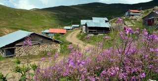 Sıhırçukuru Yaylası, Eşsiz Manzarasıyla Büyülüyor