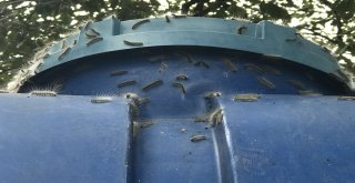 Üreticisinin Kabusu ‘Amerikan Beyaz Kelebeği Fındıkları Sardı