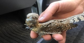 Yaralı Boyun Çeviren Kuş Tedavi Altına Alındı