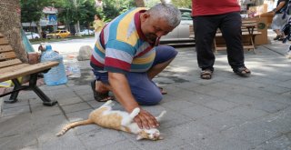 Mırmırı Gören Köpekler Yolunu Değiştiriyor