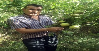 (Özel) Bitlis Ekonomisine İncir Ve Nar Desteği