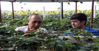 (Özel)Turizm Sektörünü Bıraktı, Memleketinde Toprak Kullanmadan Çilek Yetiştiriyor