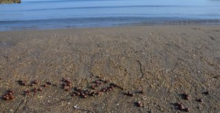 Orduda Sahile Fındık Vurmaya Devam Ediyor