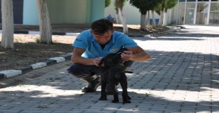 Kazazede Felçli Köpek Hayvan Barınağında Sağlığına Kavuştu