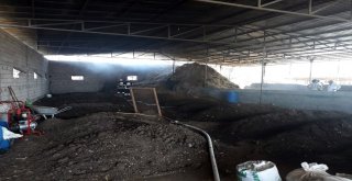 Hatayda Ahırda Yangın Çıktı