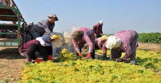 Mevsimlik İşçilere Otel Konforunda Konaklama Tesisi
