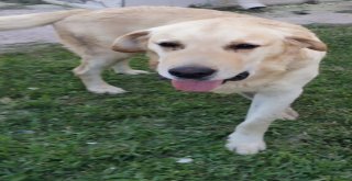 Belediye Ekipleri Papağan Ve Köpeği Kurtardı