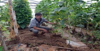 Sel Sonrası Seralara Giren Üreticileri Gördükleri Manzara Üzdü