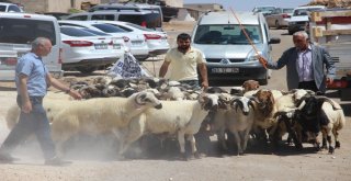 Hayvan Pazarında Arefe Yoğunluğu
