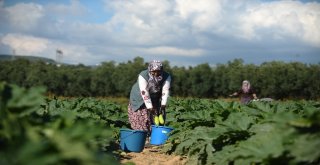 (Özel Haber) İznikin Kabakları Almanyaya İhraç Ediliyor