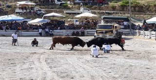 Boğalar Dostluk İçin Güreşti